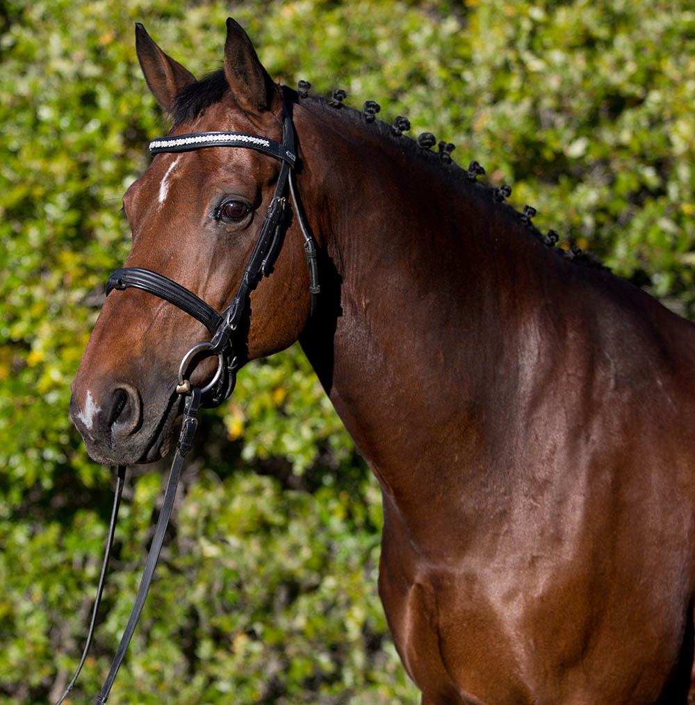 Dressage Schoolmaster, Sedalia, Colorado